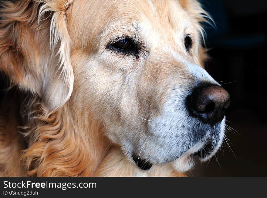 Golden retriever