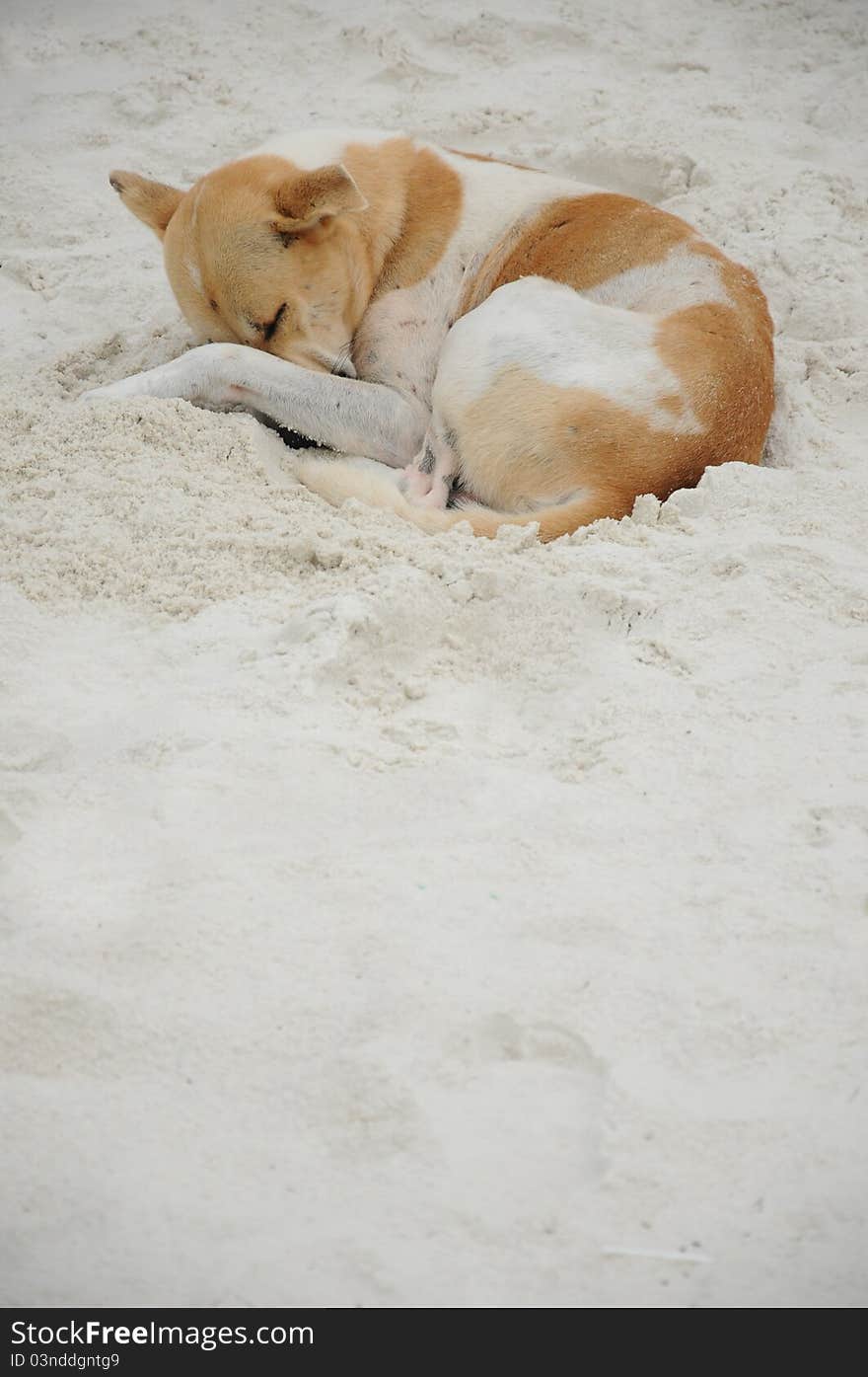 Sleeping dog on the Beach