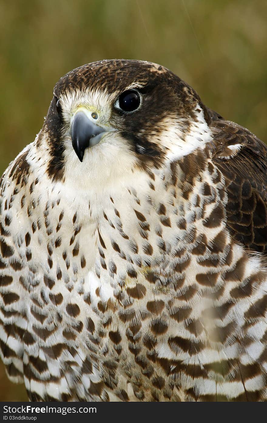 Frontal Study Of A Peri/Saker Falcon