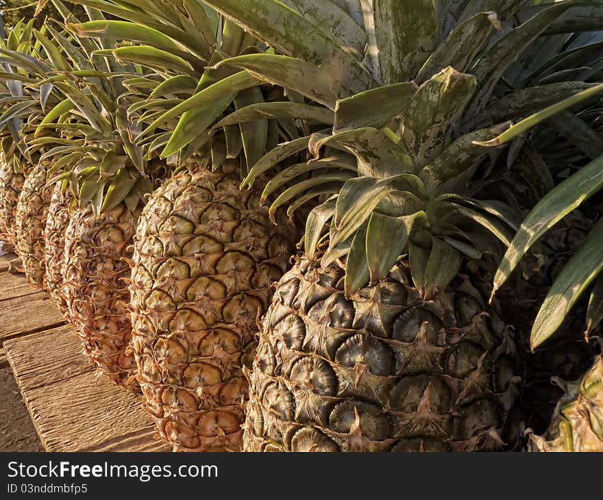 Row of pineapple for sale in a market in Asia.