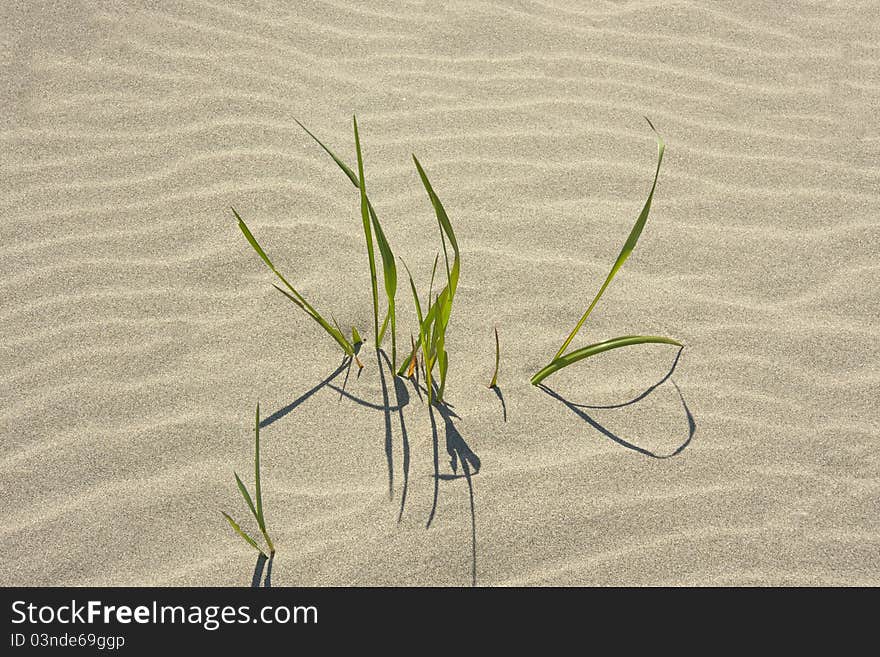 Grass is growing through the sand. Grass is growing through the sand