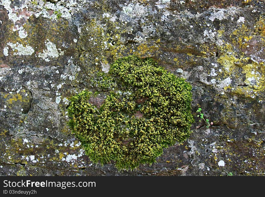 Weathered wall with moss growing. Weathered wall with moss growing