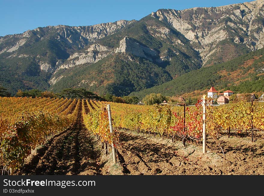 Grape field in front of mountains