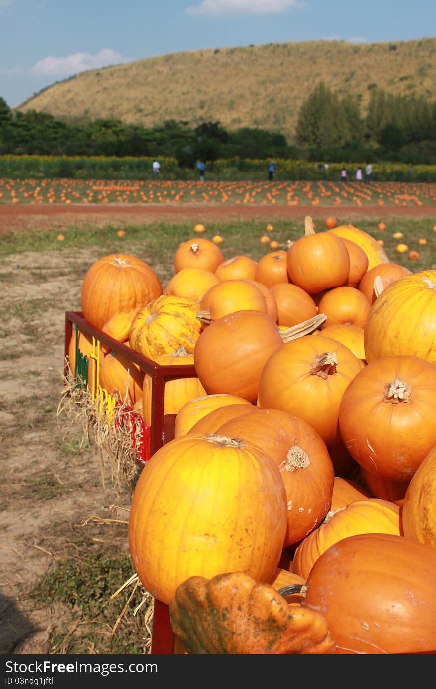 Pumpkin Yard