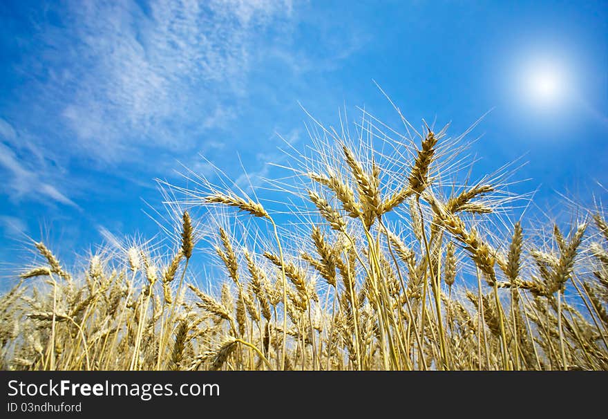 Summer view of ripe wheat.