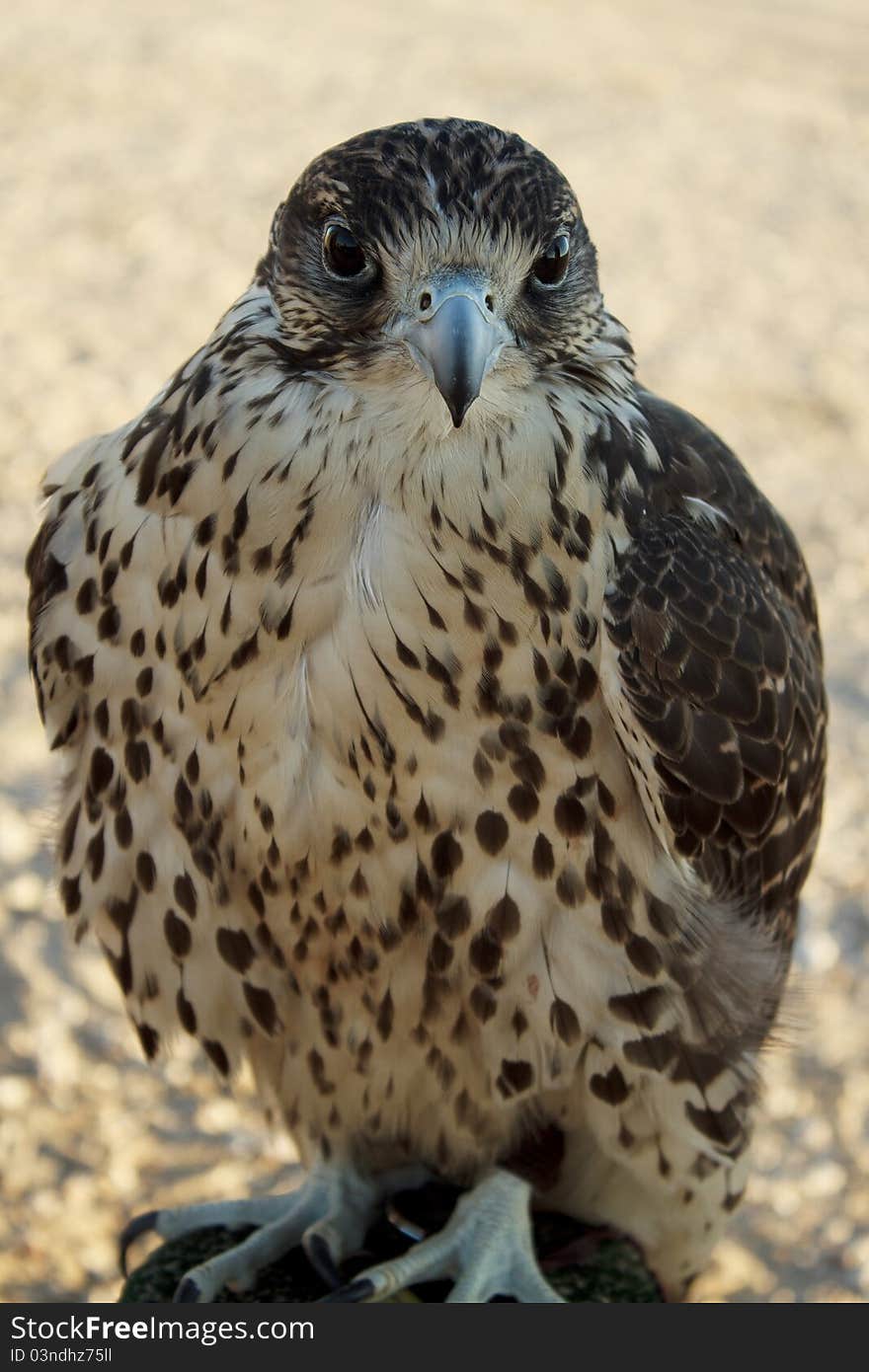 Arabian falcon in falconry trip, Kuwait desert