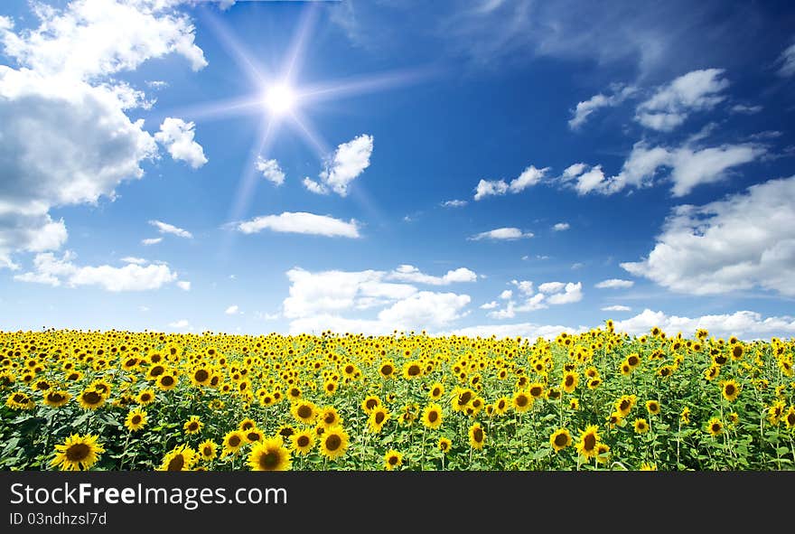 Nice summer field of sunflowers and sun in the blue sky. Nice summer field of sunflowers and sun in the blue sky.