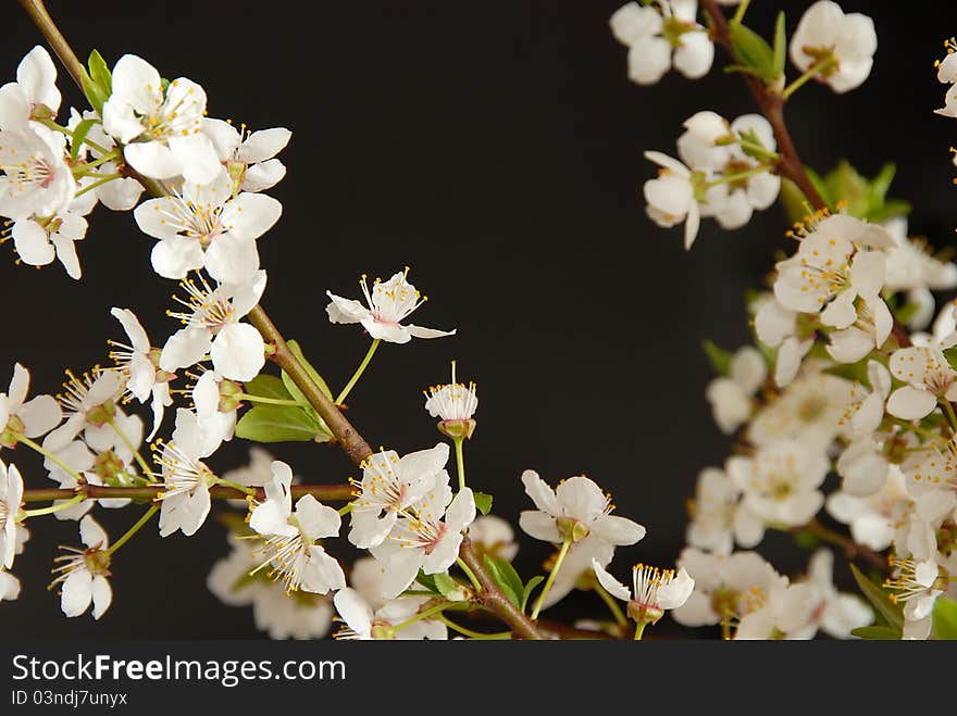 Spring blooming white plum flowers over black background. Spring blooming white plum flowers over black background