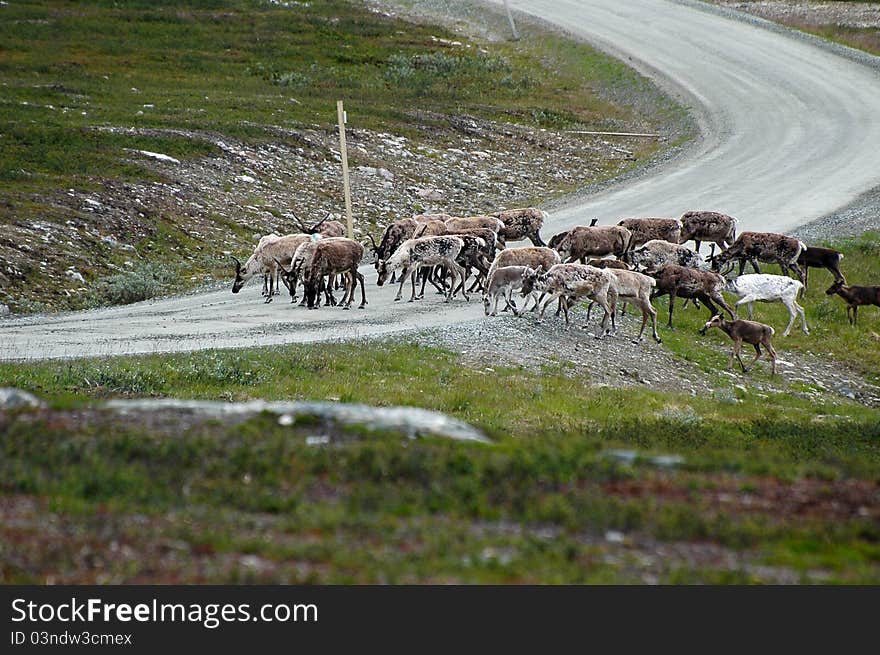 Reindeer on hiking in the mountains