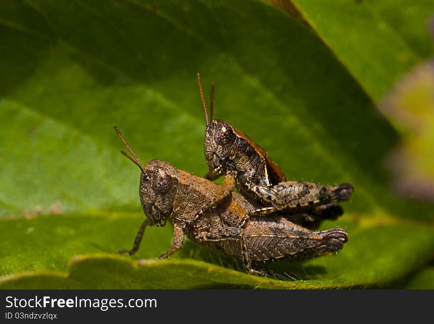 Two Grasshoppers mating in close up on the leaf of a strawberry plant. Two Grasshoppers mating in close up on the leaf of a strawberry plant