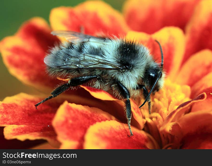 The bumblebee collects pollen on a flower