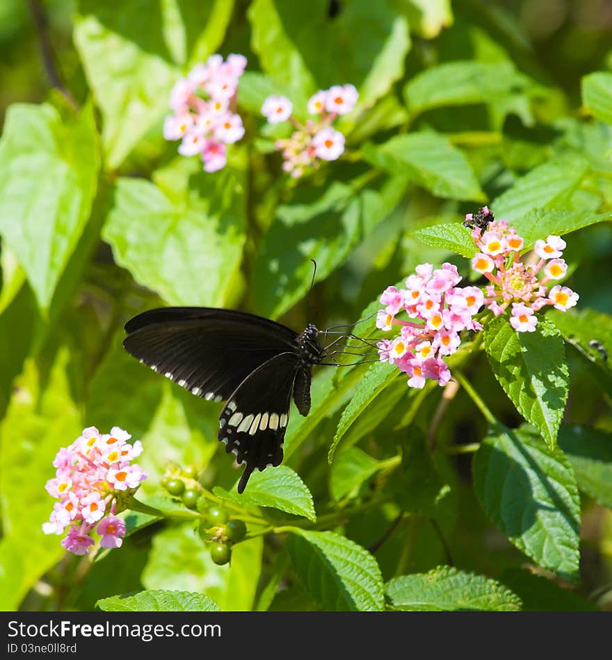 A male Common Mormon (Papilio polytes) butterfly, a species of the swallowtail butterfly, feeding on lantana blooms. A common butterfly in asia. A male Common Mormon (Papilio polytes) butterfly, a species of the swallowtail butterfly, feeding on lantana blooms. A common butterfly in asia.