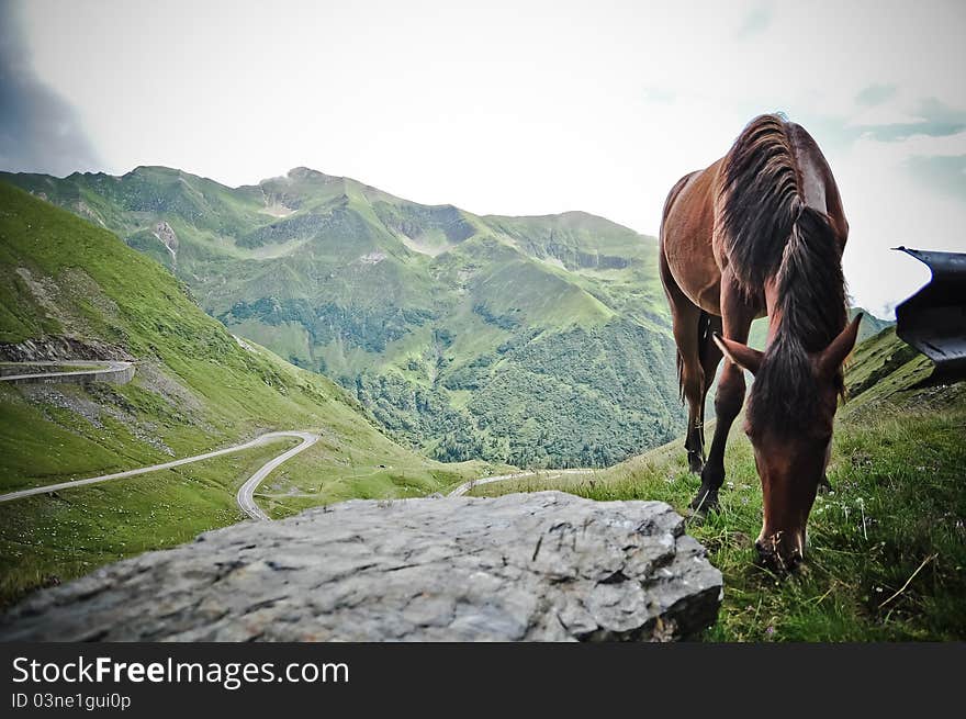 Horse eating grass in the top of the montain. Horse eating grass in the top of the montain