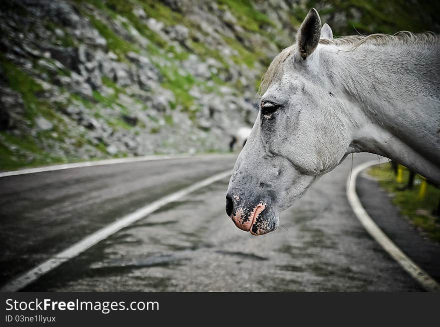 A sad horse in a middle of the road