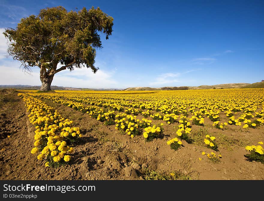 Golden Fields