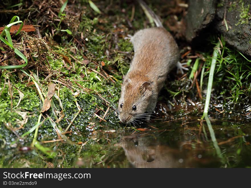 Woodmouse near a water in the forrest