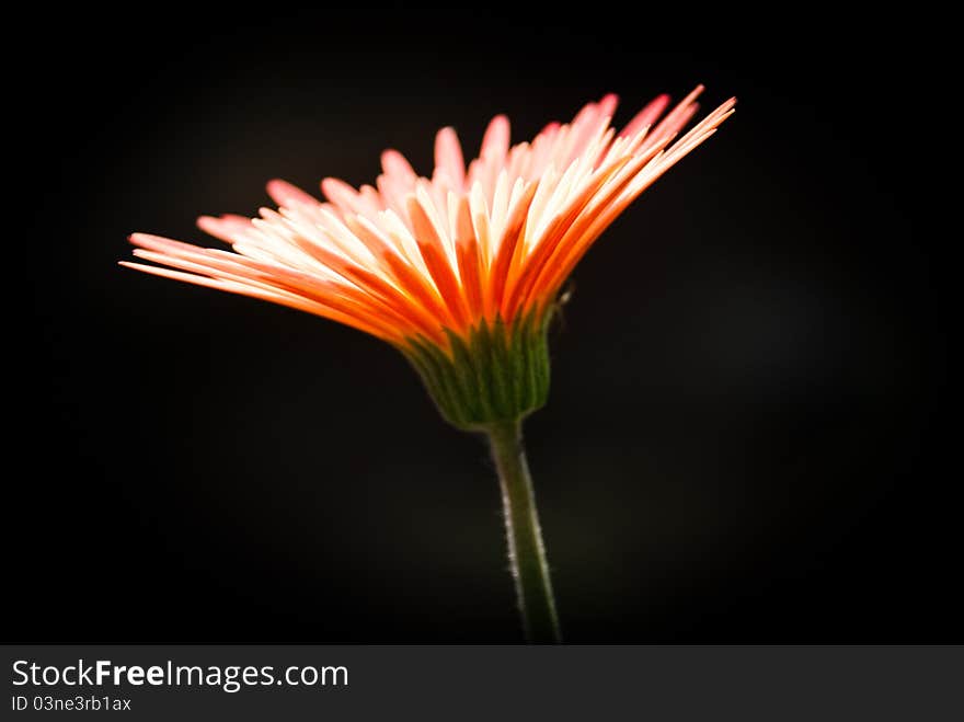 This red wildflower is one of the genus of aster flowers. This red wildflower is one of the genus of aster flowers