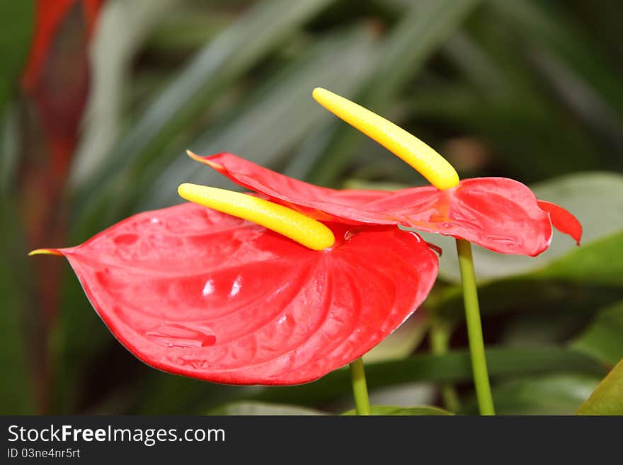 Flowers