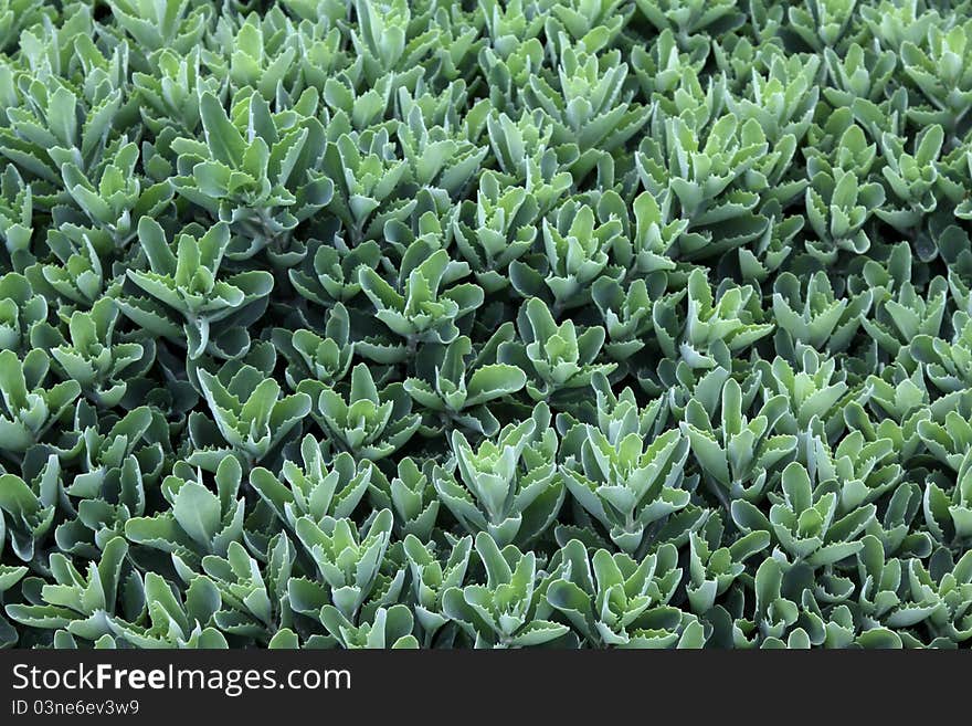 Closeup of plant leaves in a garden