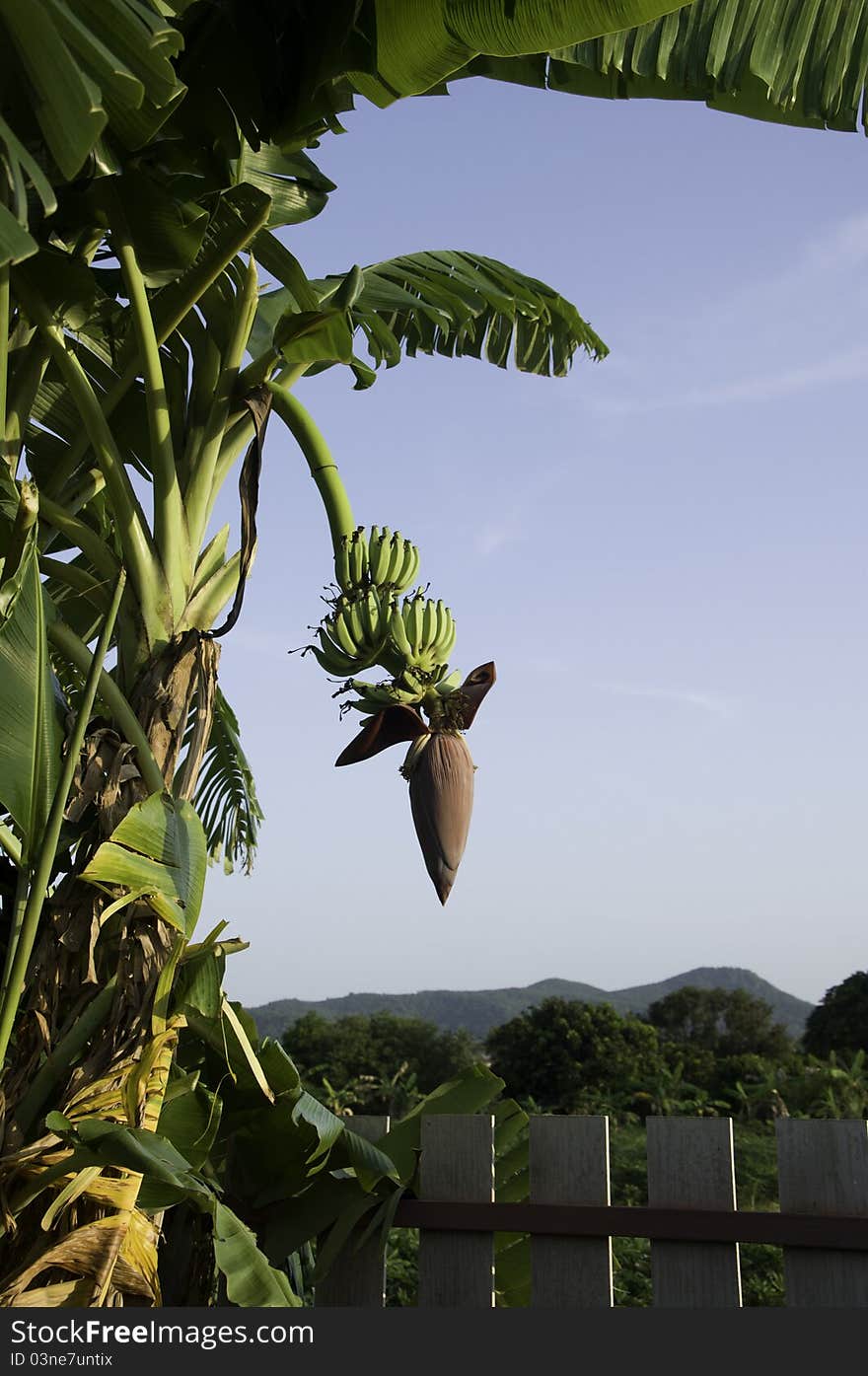 Green Banana in my garden with blue sky