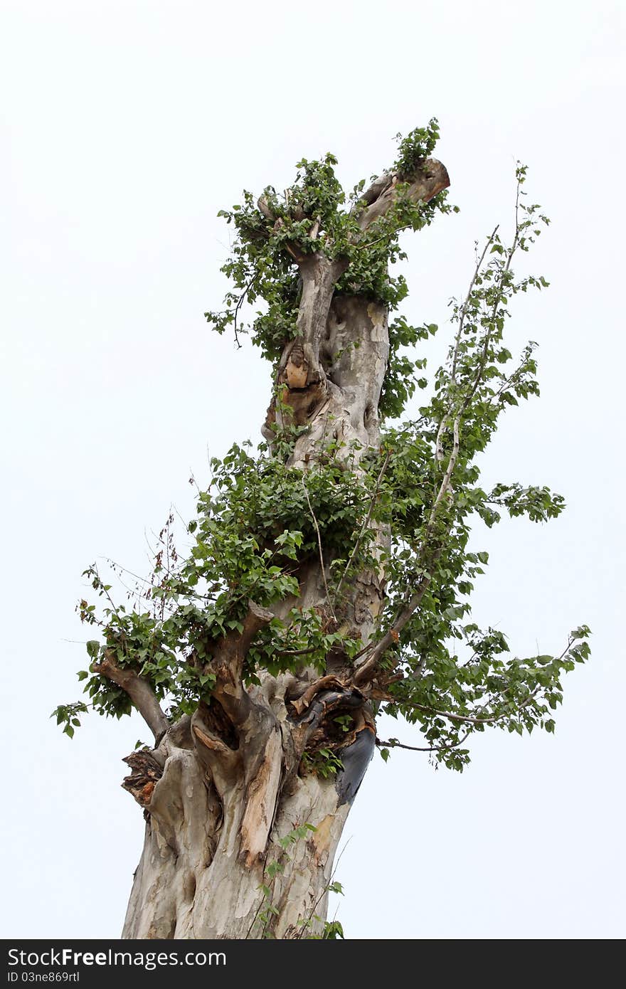 Leaves in an old tree