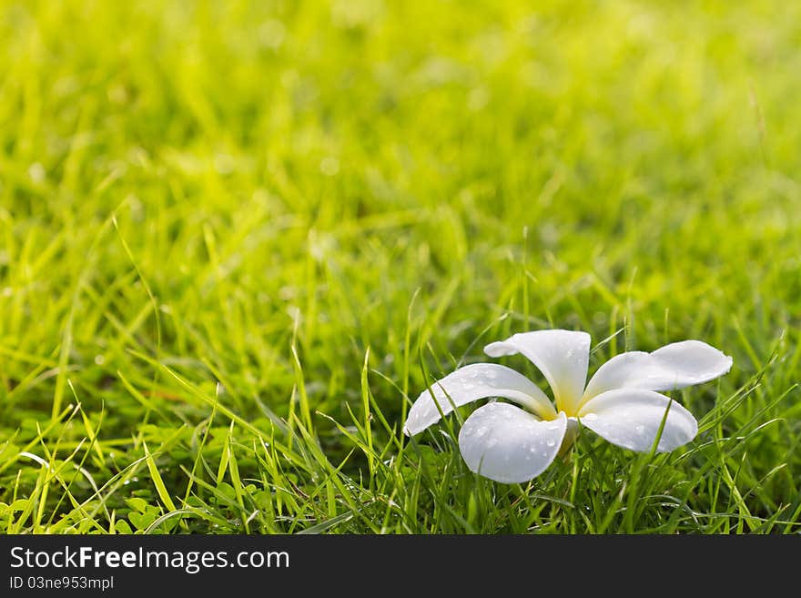 White Plumeria on the fresh green grass background. White Plumeria on the fresh green grass background