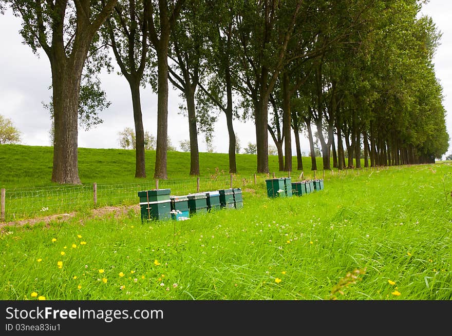 A row of wooden bee hives in the field