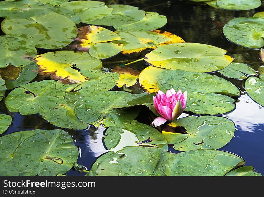 Pink water lily in a pond