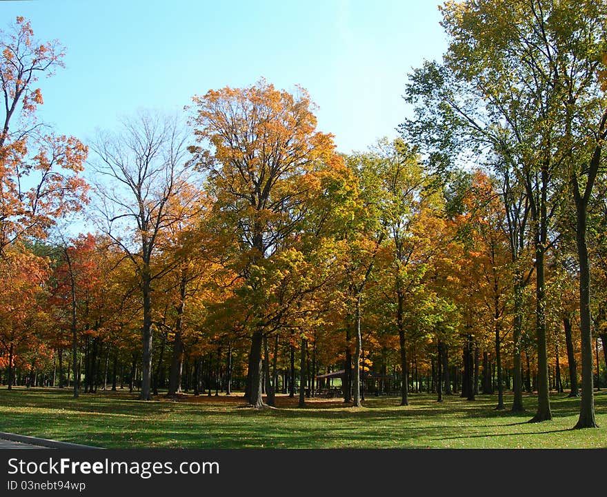 Autumn In A Park With Bright Colors