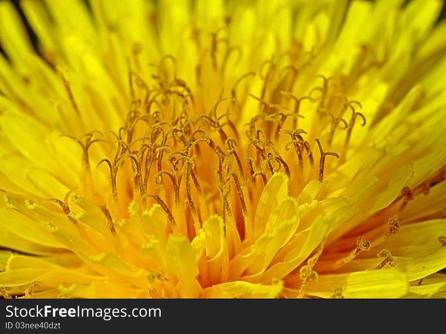 Close-up of Dandelion flower. Close-up of Dandelion flower