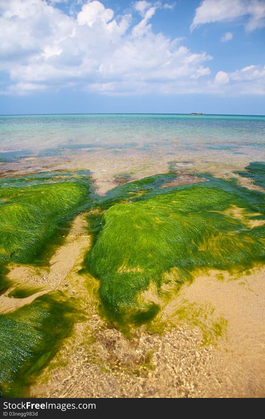 Green seaweed