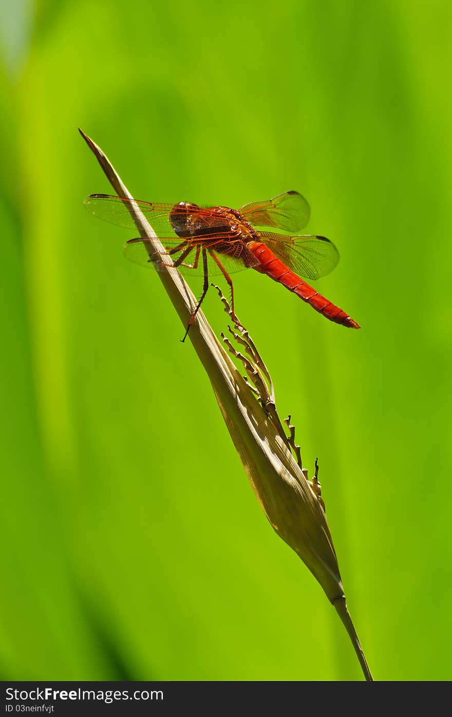 A red dragonfly at rest withi a green background