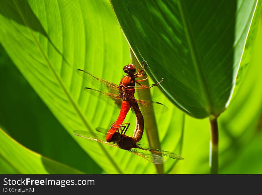 A pair of red dragonflies matting with a green background. A pair of red dragonflies matting with a green background