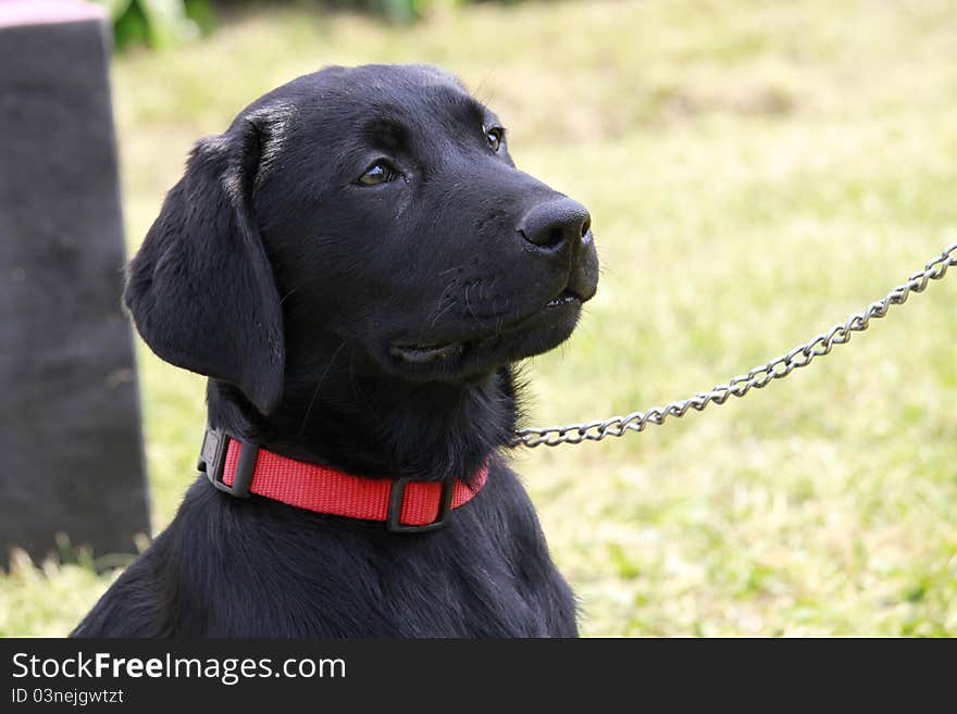 Portrait young female Labrador Retriever. Portrait young female Labrador Retriever