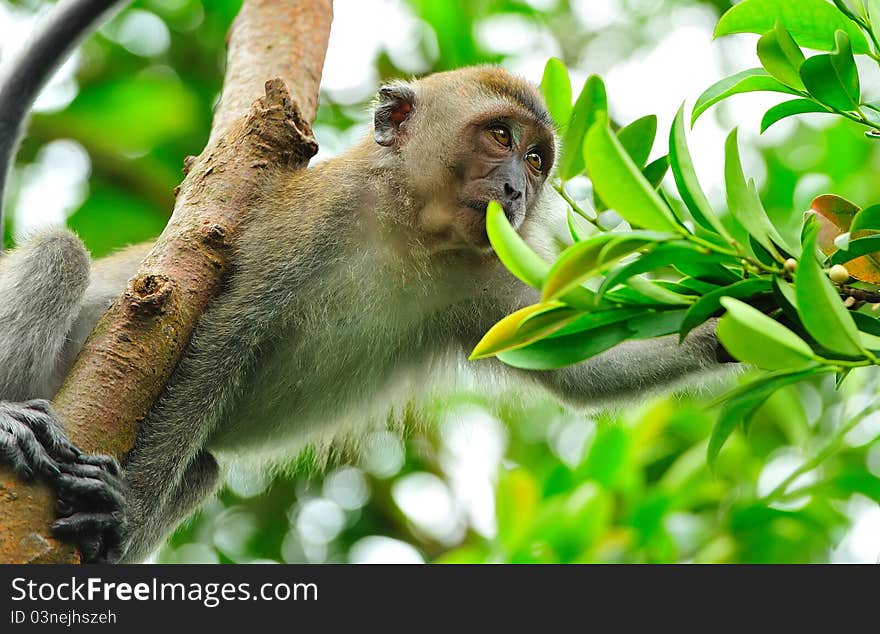 Ape leaning off a tree to gather food. Ape leaning off a tree to gather food