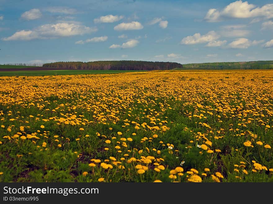 Field of dandelions