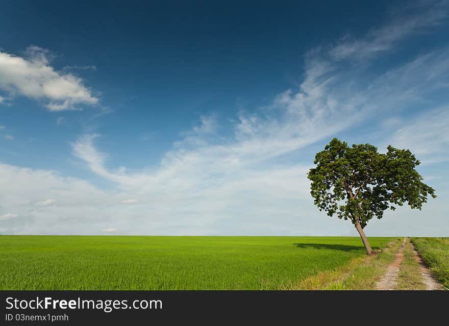 Lonely tree on green paddy rice with beautiful sky