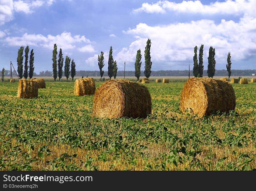 Straw rolls in the farm field. Straw rolls in the farm field