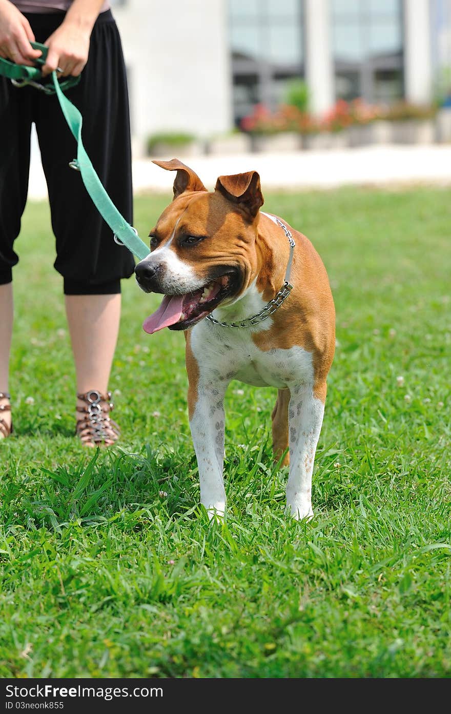 Ferocious brown dog on a leash on the grass with green grass and girl. Ferocious brown dog on a leash on the grass with green grass and girl