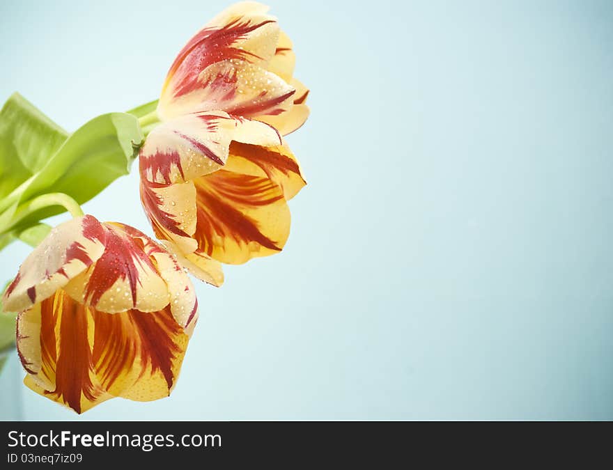 Red-yellow tulips on blue background