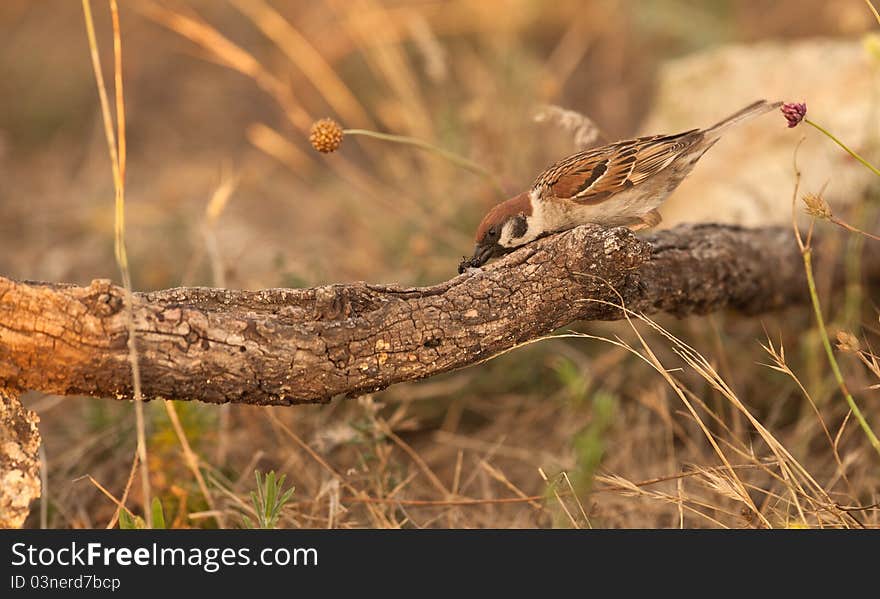 During the breeding time Tree Sparrows (Passer montanus) feed their chicken with huge amounts of insects like big ants, resulting in a benefit for agriculture. During the breeding time Tree Sparrows (Passer montanus) feed their chicken with huge amounts of insects like big ants, resulting in a benefit for agriculture.