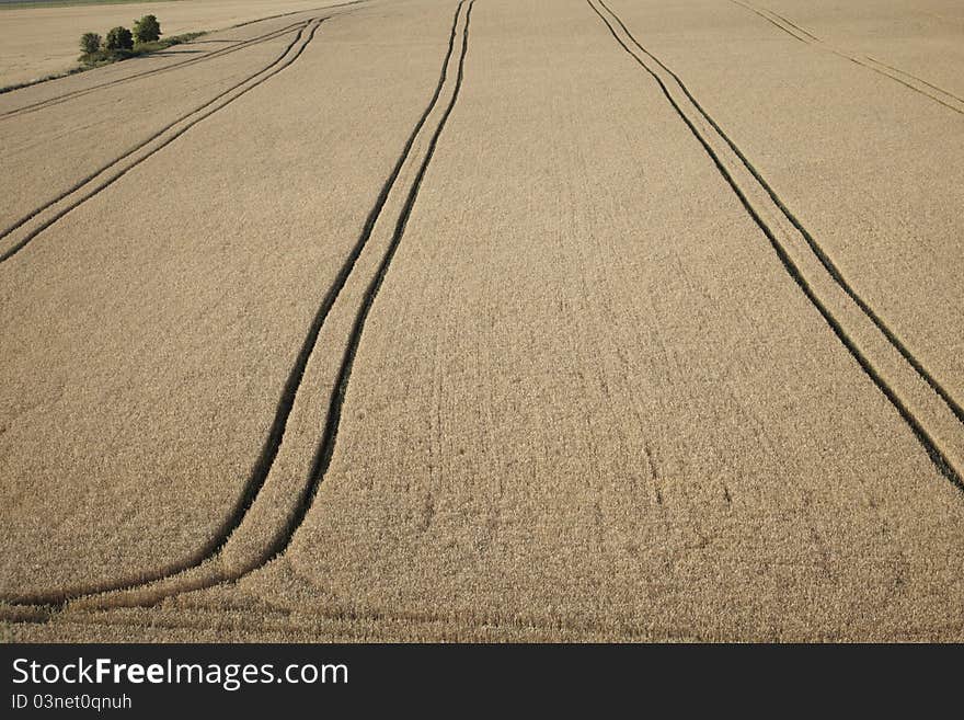 Wheat field