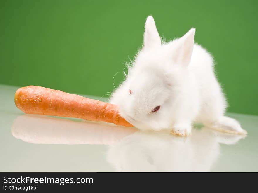 White small rabbit eating a carrot