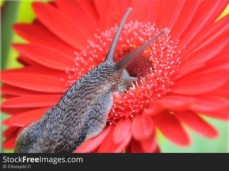 Cute Snail On Flower