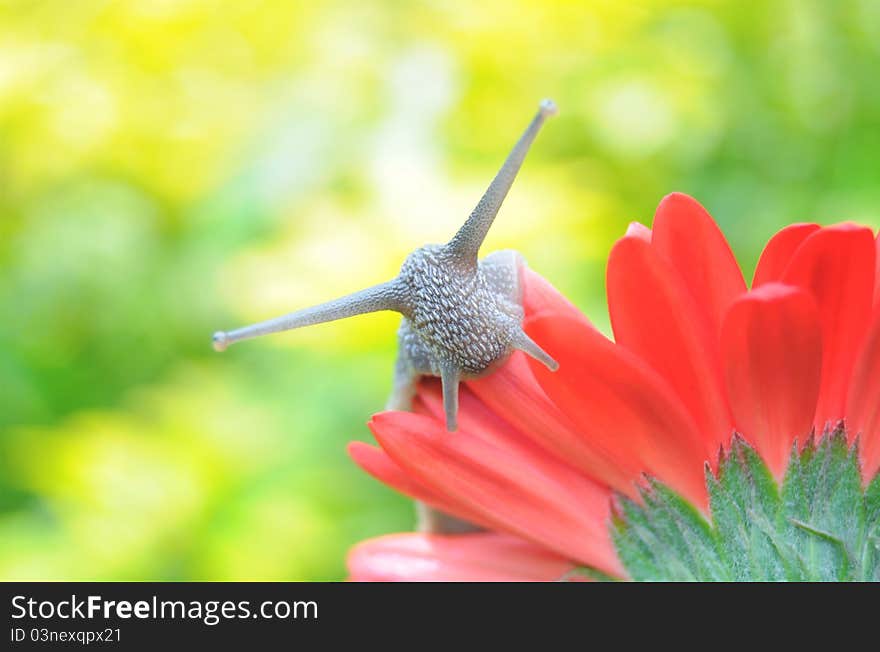 Cute Snail On Flower