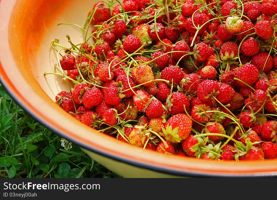 Fresh strawberry in a basin