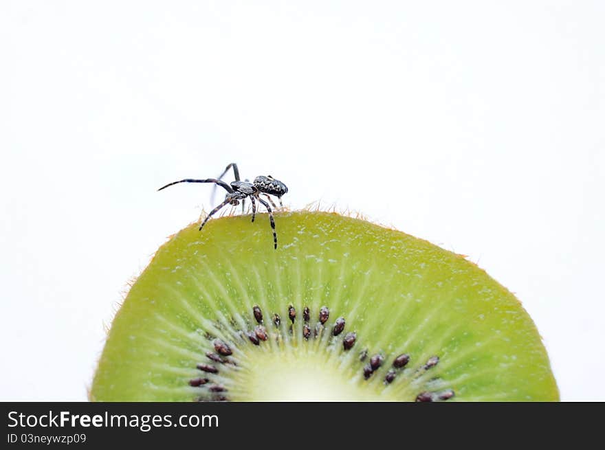 Spider On Kiwi Fruit