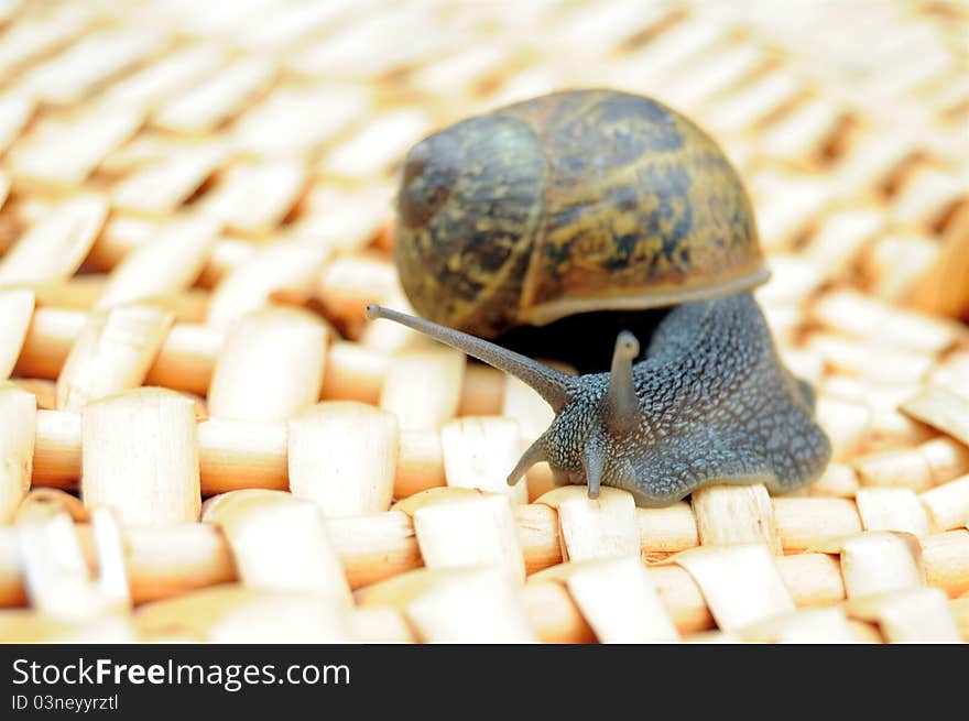 Snail On Woven Wood Surface