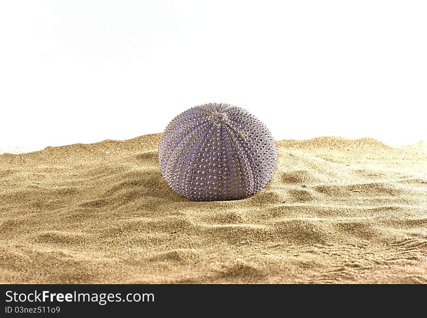 Urchin on sand isolated on white