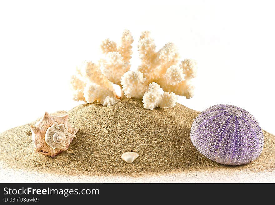 Coral,mussell and seaurchin on sand isolated on white. Coral,mussell and seaurchin on sand isolated on white